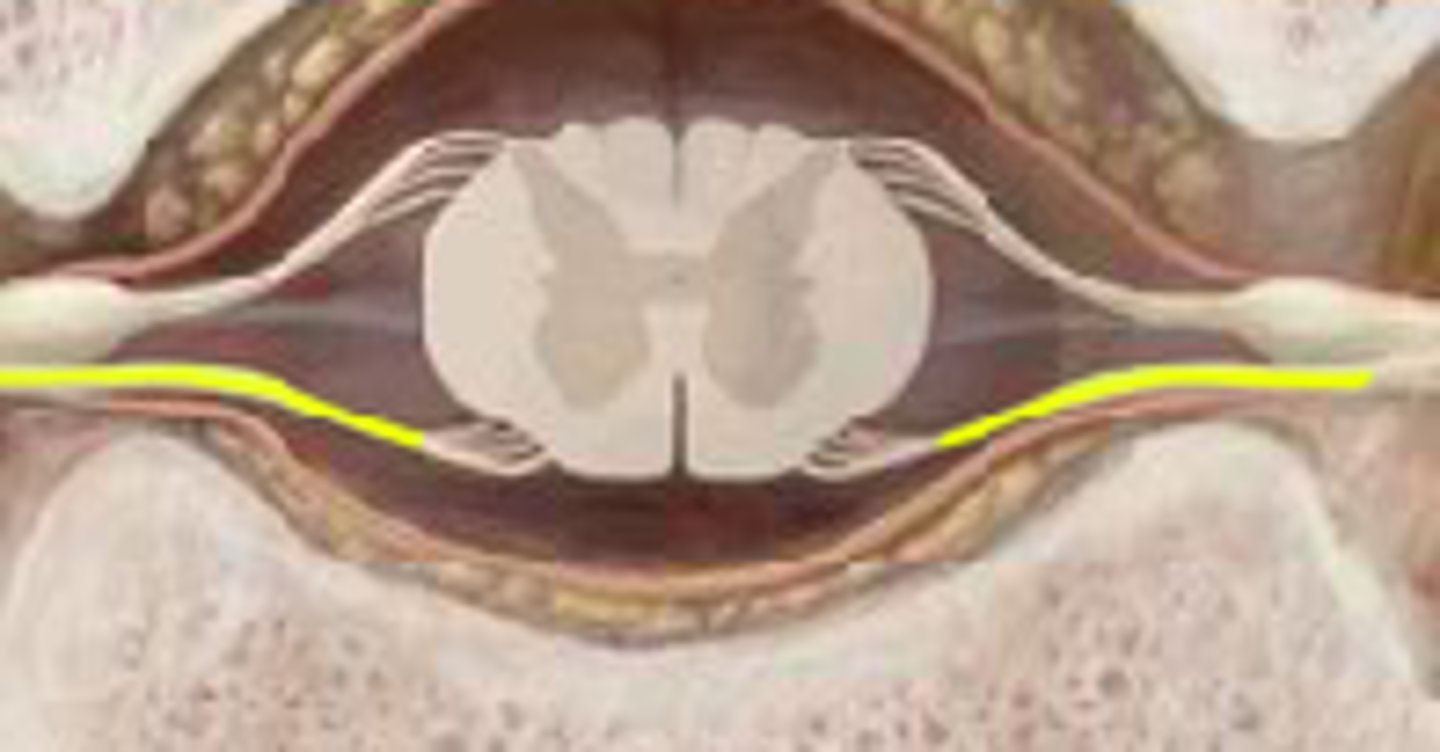 <p>responsible for motor output (contain axons of EFFERENT motor neurons)</p>