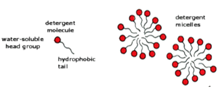 <p>Explain why detergent molecules form micelle structures when placed in aqueous solutions:</p>
