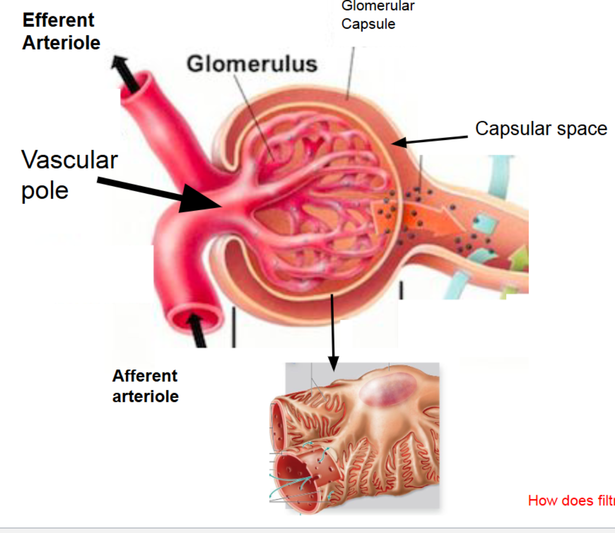 <p><span style="color: rgb(255, 255, 255);"><span>Filtration Process: step 2</span></span></p>