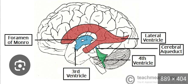 <p>3rd ventricle</p>