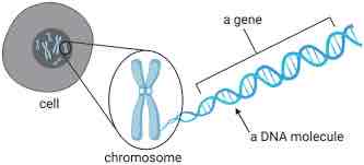 <p>Genes.</p>