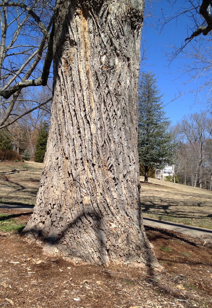 <p>alternate, straight stem no low branches, diamond pattern bark white in fissures, tulip like flowers, leaves look like cat faces pinnately veined bud: valvate, look like clam or duck bill</p>