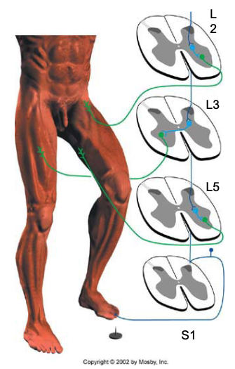 <ul><li><p>Stepping on a tack initiates a flexor reflex.</p></li><li><p>It also causes excitation, of the contralateral antagonist muscles.</p></li><li><p>Contraction of the contralateral quadriceps helps the leg with the nonpunctured foot to support the body</p></li></ul><p></p>