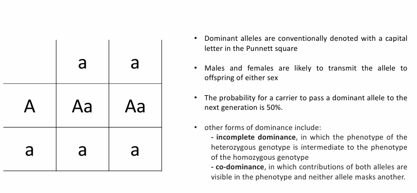 <p>a way a trait or genetic condition is passed down from one generation to the next, where <strong>only one copy of a mutated gene from either parent is enough to cause the condition in the offspring</strong></p><ul><li><p><span>if one parent carries a dominant gene mutation, each child has a 50% chance of inheriting the condition</span></p></li></ul><p></p>