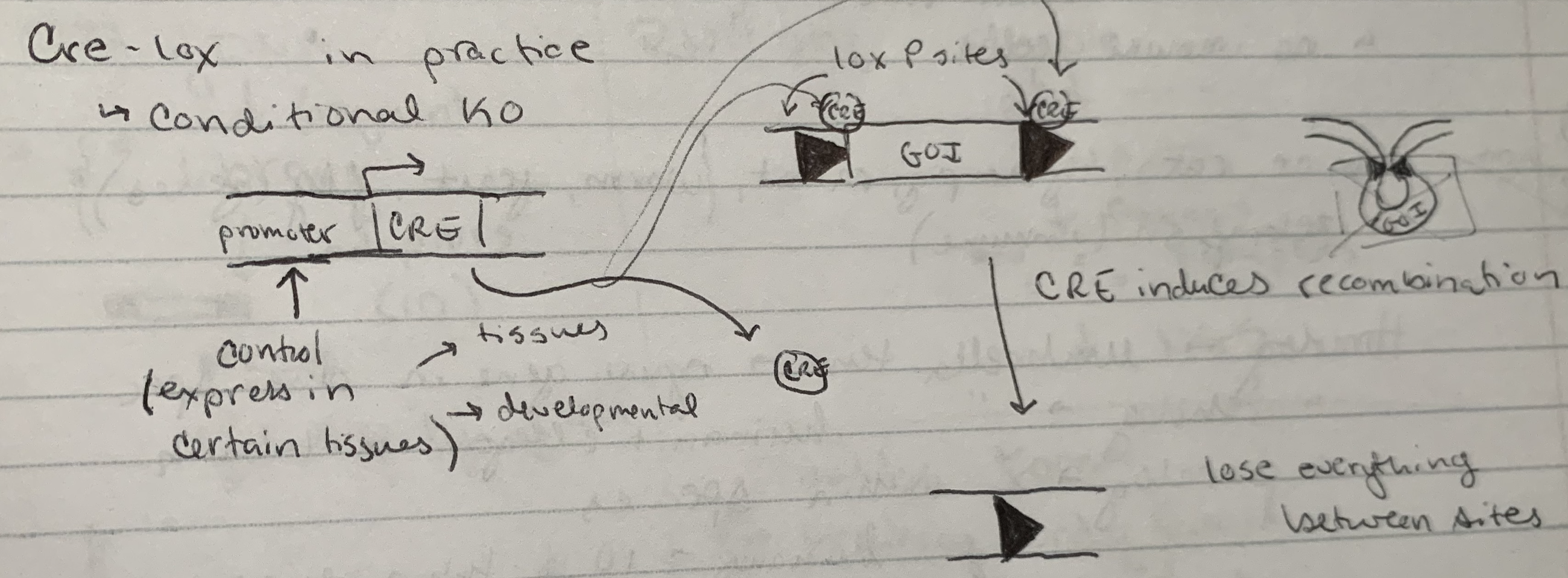 <p>conditional KO</p><ul><li><p>promotor + CRE (control expression in certain tissues)</p></li><li><p>loxP sites + GOI</p></li><li><p>CRE induces recombination</p></li></ul>