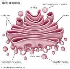 <p>structure of golgi apparatus</p>