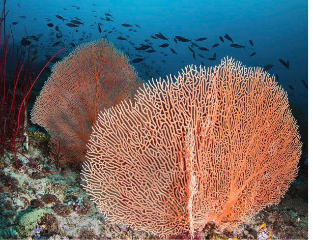 <p>Identify the pictured organism</p>