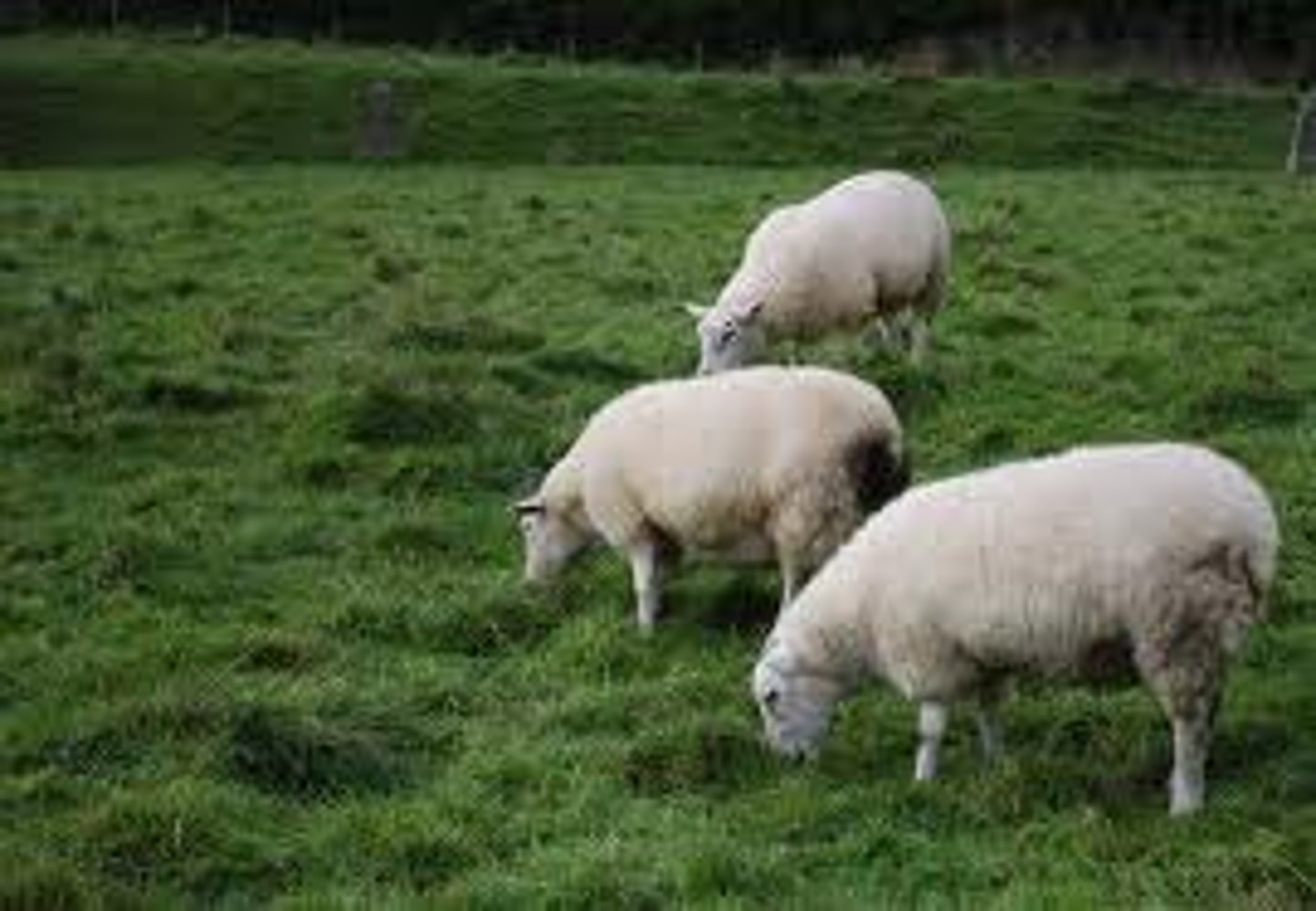 <p>to graze</p>