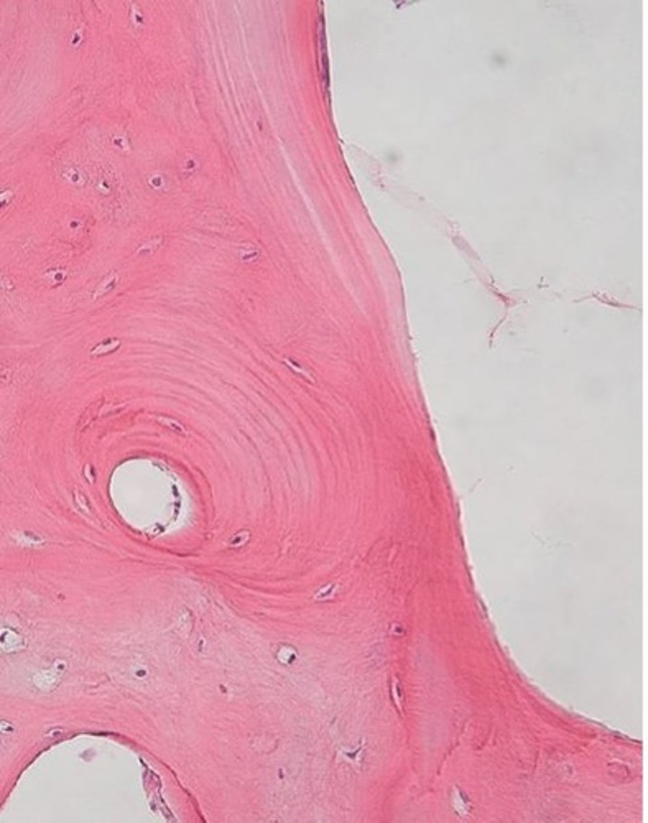 <p>- Remodelleras från vävt ben</p><p>- Regelbundna kollagenfibrer arrangerade i benlager</p><p>- Hög mineralhalt</p>