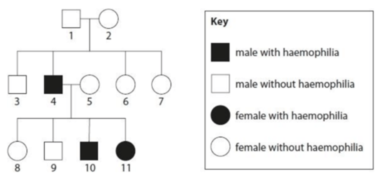 <p>- Individual 1 is a male without haemophilia, so his genotype must be XᴴY.</p><p>- Individual 2 is a female without haemophilia, but they have a son (individual 4) with the condition.</p><p>- She must have passed the recessive allele to her son, meaning she is a heterozygous carrier with the genotype XᴴXʰ.</p>