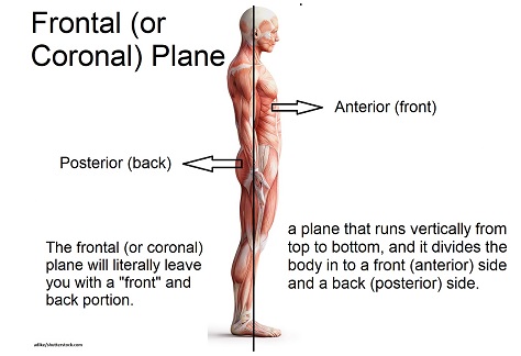 section that divides the anterior/posterior body (coronal more commonly used for the brain.)