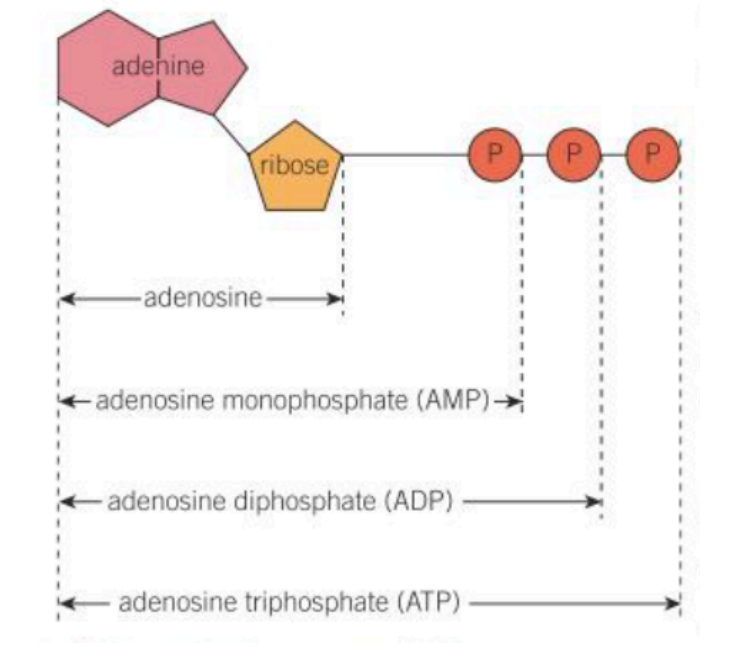 <ul><li><p>ribose</p></li><li><p>adenine</p></li><li><p>three phosphate groups (ADP has 2, AMP 1)</p></li></ul><p></p>