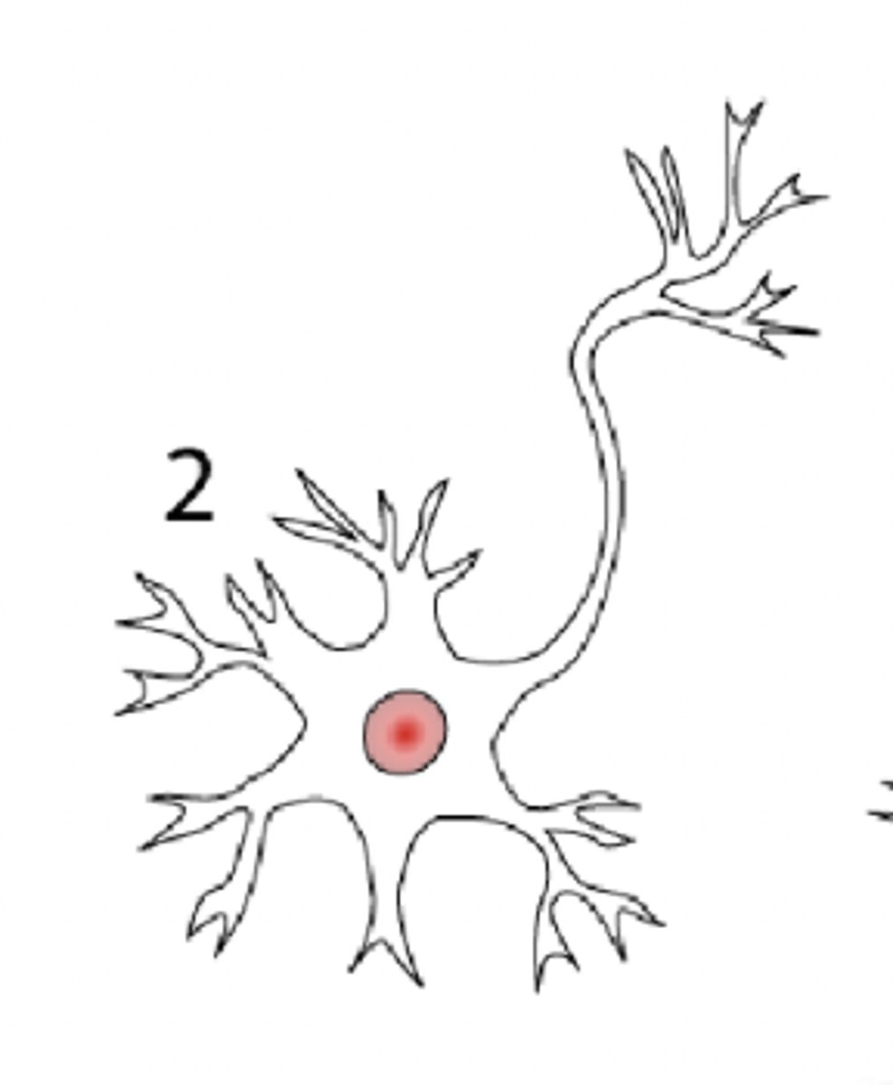 <p>- 3 or more processes extending from cell body</p><p>- major type in CNS and efferenct PNS</p>