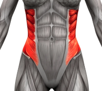 <p><span>Origin: ribs</span></p><p><span>Insertion: pelvic bone</span></p><p><span>Action: bilateral trunk flexion</span></p>