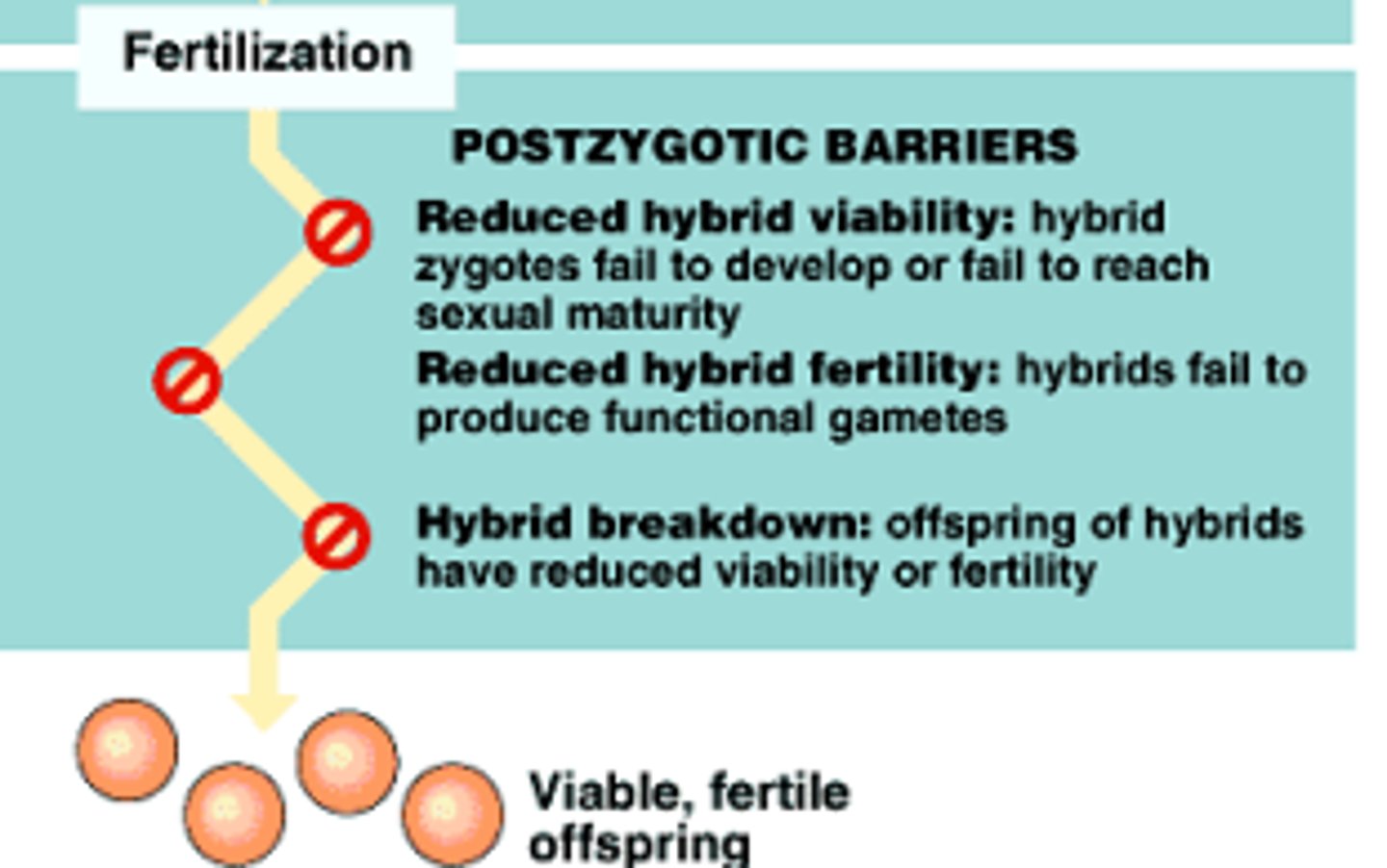 <p>post-zygotic isolation</p>