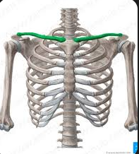 <p>A long bone that connects the arm to the body, commonly known as the collarbone. It acts as a strut to support the shoulder and allows for a wide range of shoulder movement. </p>