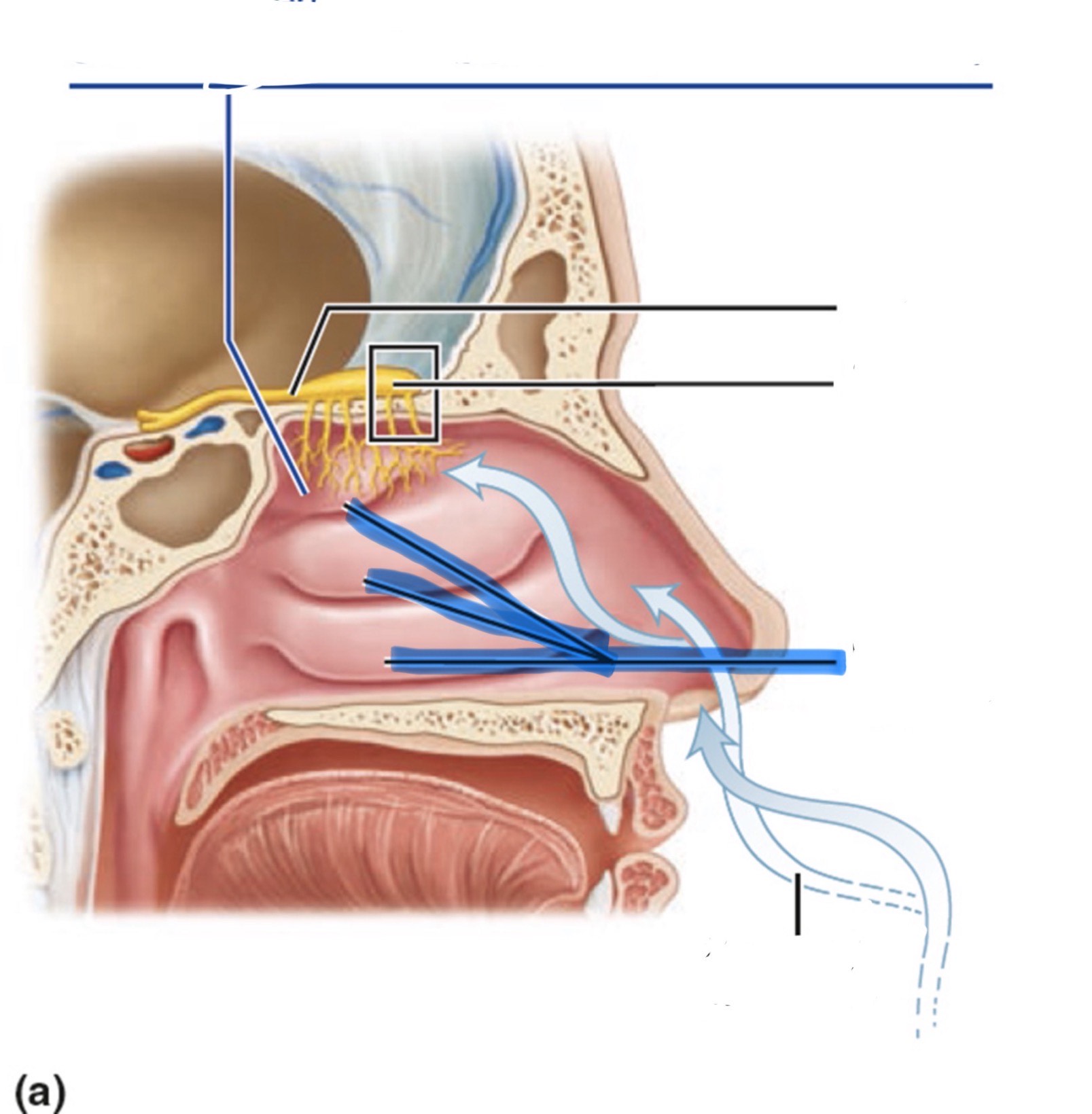 <p>What is the highlighted part of the nose?</p>