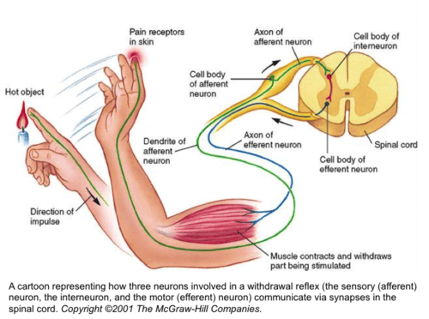 <p>get information from the 5 senses</p>