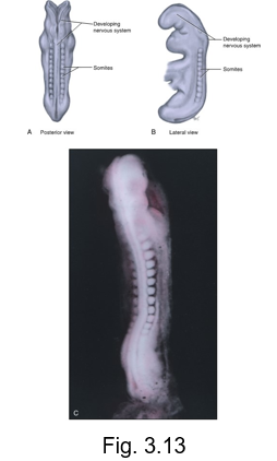 <ul><li><p>38-paired cuboidal segments of mesoderm</p></li><li><p>located on both sides of the developing nervous system</p></li></ul><p></p>