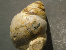 <p>Gastropods, Fasciolla</p>