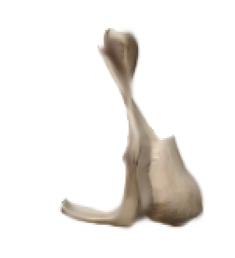 <p>Name the bone</p>