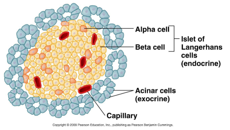 <p>islet of langerhans cells, alpha cells make glucagon and beta cells make insulin</p>