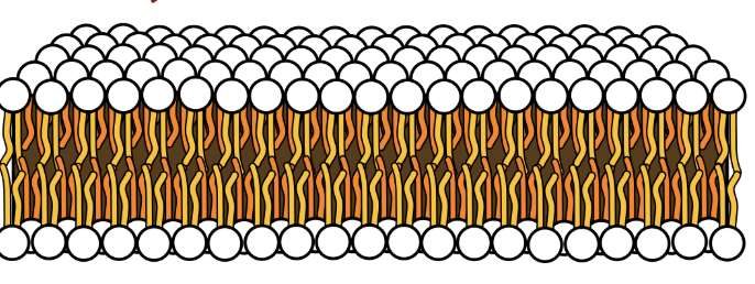 <p>Membrane lipids join to position polar head towards water and non-polar parts away from water</p>