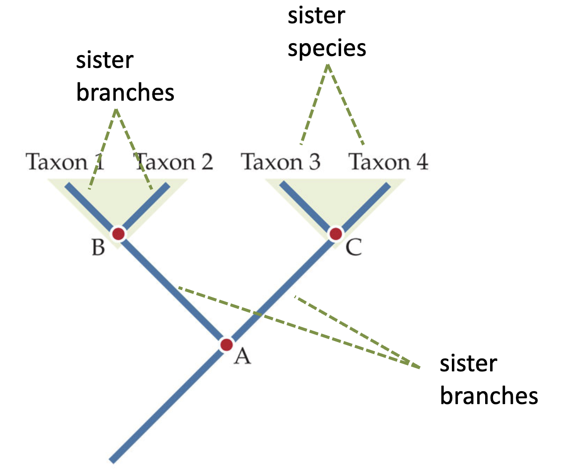<p>They are the immediate descendants of the same ancestor (ie. sister species, sister branches, sister clades). </p>