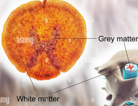 <p>White and grey matter of the <strong>spine</strong></p>