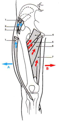 <p>Enumérez les muscles ? </p>