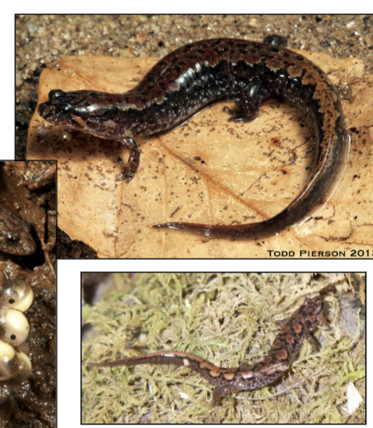 <p>Desmognathus conanti</p>