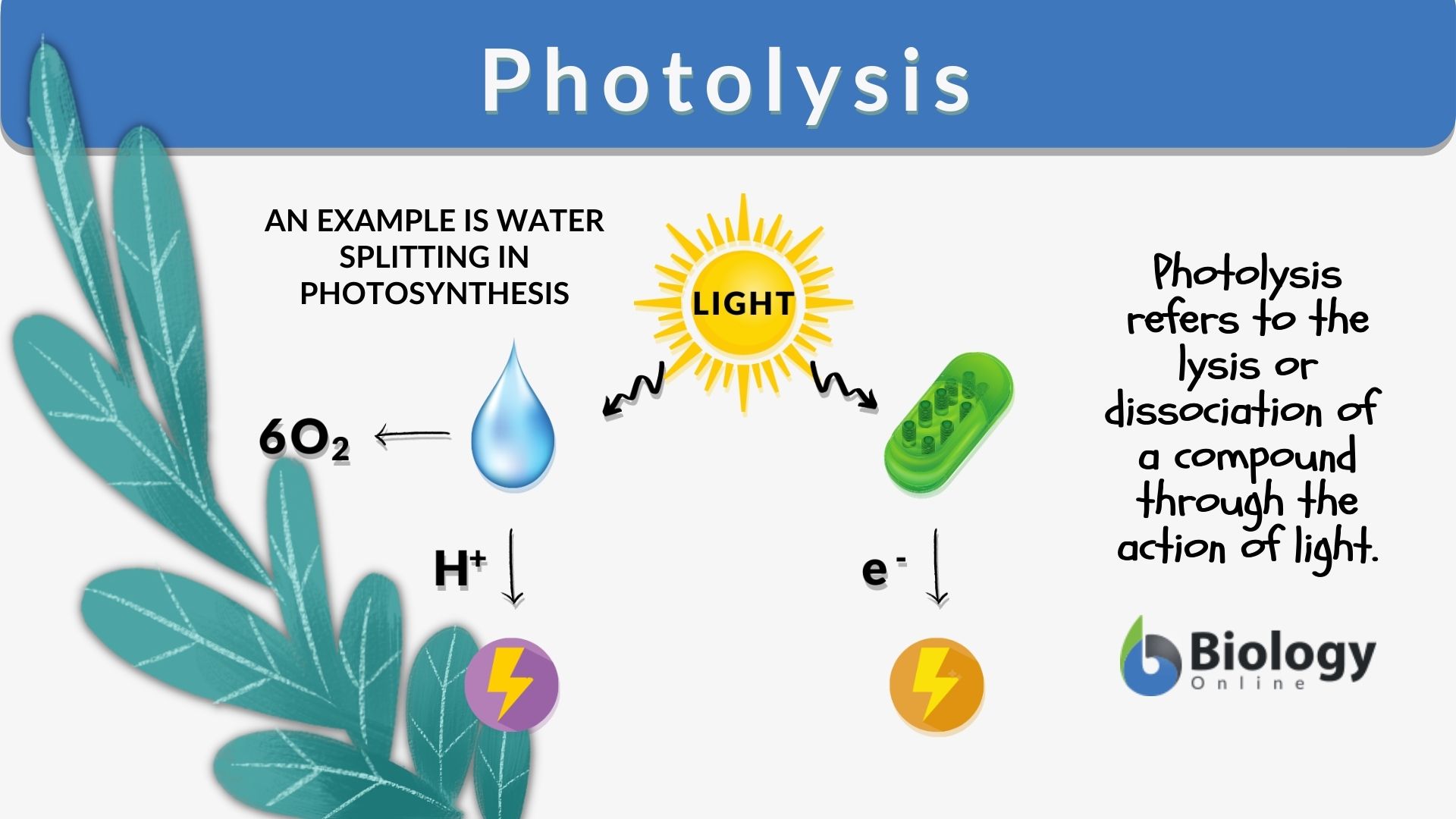 <ul><li><p><strong>break water molecules </strong></p></li></ul><p>using energy provided by light</p>