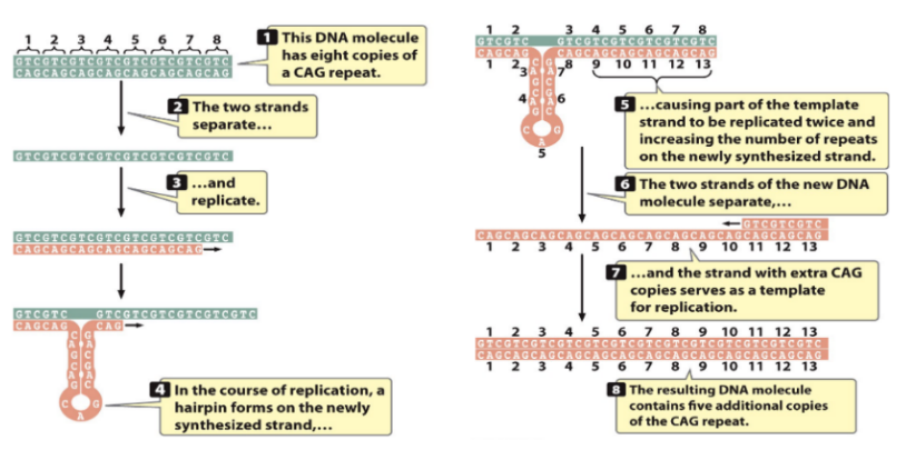<ul><li><p><span style="font-family: &quot;Helvetica Neue&quot;, sans-serif">e.g. CAG is normally repeated 12 times, but mutation causes 300 repeats instead</span></p></li><li><p><span style="font-family: &quot;Helvetica Neue&quot;, sans-serif">Repeats increase with generations (i.e. Parent might have 300 repeats, child will have 4000)</span></p></li></ul><ol><li><p><span style="font-family: &quot;Helvetica Neue&quot;, sans-serif">DNA has 8 copies of CAG</span></p></li><li><p><span style="font-family: &quot;Helvetica Neue&quot;, sans-serif">Strands separate and replicate</span></p></li><li><p><span style="font-family: &quot;Helvetica Neue&quot;, sans-serif">Hairpin forms on synthesized strand</span></p></li><li><p><span style="font-family: &quot;Helvetica Neue&quot;, sans-serif">Part of the template ends up being repeated on the synthesized strand</span></p></li><li><p><span style="font-family: &quot;Helvetica Neue&quot;, sans-serif">DNA strands separate</span></p></li><li><p><span style="font-family: &quot;Helvetica Neue&quot;, sans-serif">Strand with extra CAG repeats becomes template for replication</span></p></li><li><p><span style="font-family: &quot;Helvetica Neue&quot;, sans-serif">Resulting DNA molecule contains extra copies of repeats</span></p></li></ol><p></p>