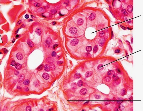 <p>Epithelial tissue: stratified cuboidal</p>