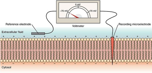 An oscilloscope is a instrument that graphically displays varying signal voltages over time. A microelectrode is inserted into the cell and a reference electrode is placed outside the cell. The oscilloscope measures the difference in voltage between the inside and outside of the cell. 