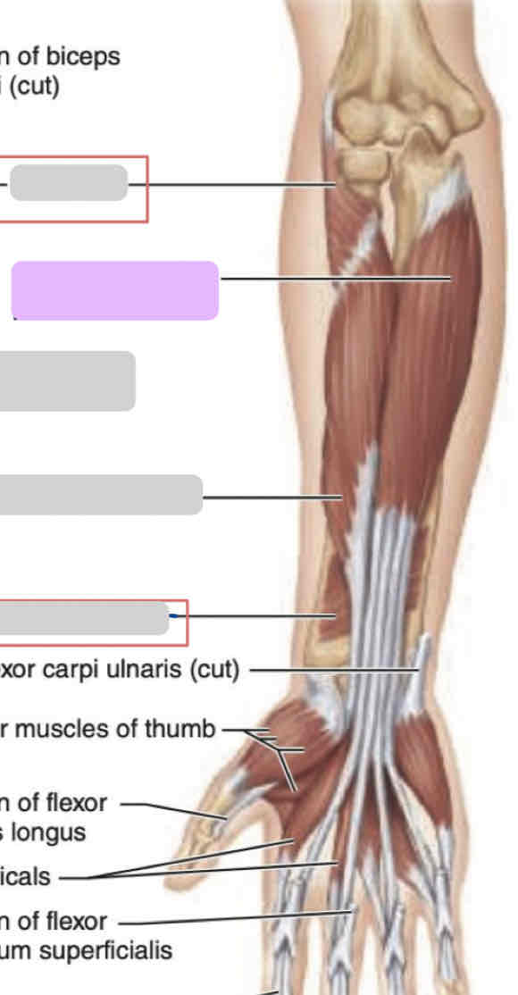 <p><span>Anterior arm (deep)</span></p>