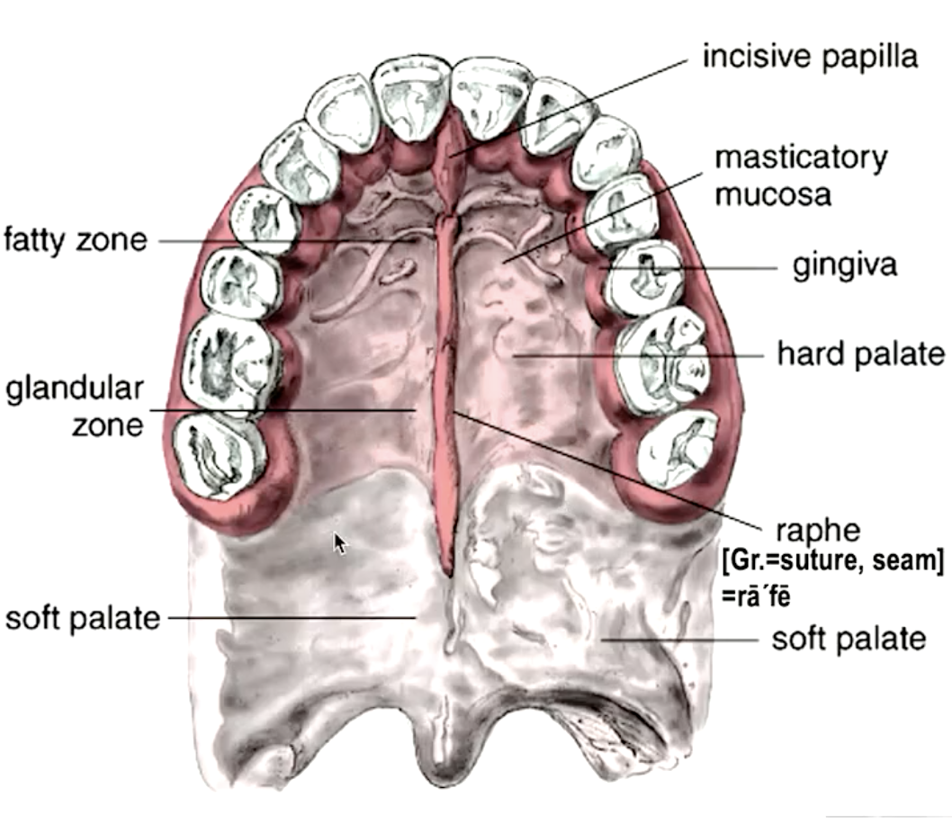 <p>salivary glands</p>