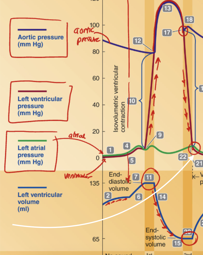 <p><strong>What is happening at the point where the white arrow is pointing?</strong></p><p>A. The semilunar valve opens due to higher ventricular pressure<br>B. The AV valve opens due to higher atrial pressure than ventricular pressure<br>C. The AV valve closes due to rising ventricular pressure<br>D. Ventricular ejection begins as ventricular pressure exceeds aortic pressure</p>