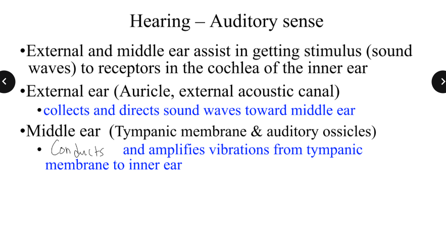 <p>which parts of the ear assist in getting the stimulus (which are sound waves) to receptors in the cochlea of the inner ear? </p>