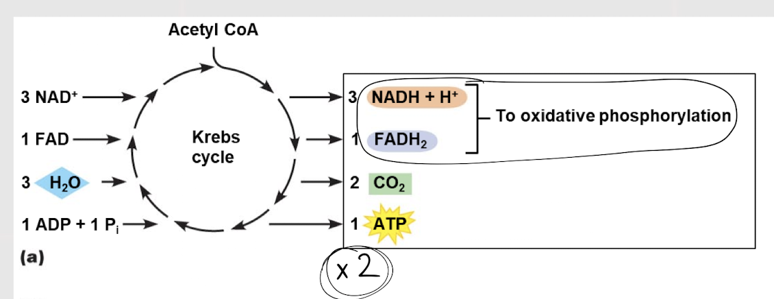 <p>Second step in glucose oxidation in which acetyl CoA is a reactant used to produce CO<sub>2</sub> and coenzymes; aka <em>citric acid cycle </em></p>