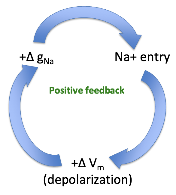 <ul><li><p>Depolarization → ↑ PNa → Na+ enters → more depolarization</p></li><li><p>This opens <strong>more Na+ channels</strong> → even greater depolarization</p></li><li><p>Continues until most Na+ channels open → Vm approaches ENa</p></li></ul><p></p>
