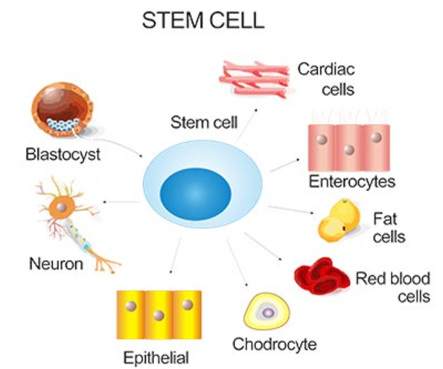 <p>cells become specialized in their structure and function through the expression of different genes for tissue-specific proteins</p>