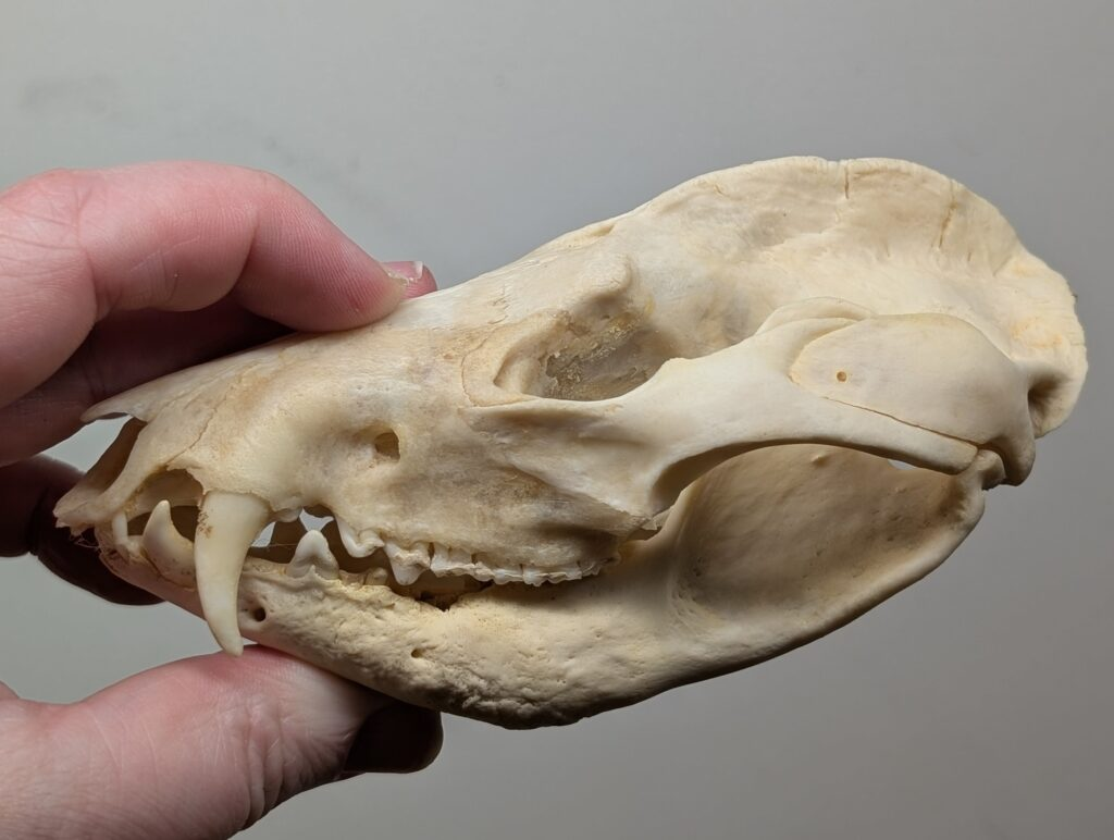 <p>basic looking skull with LOTS of teeth (50), large thin crest on top of skull</p>