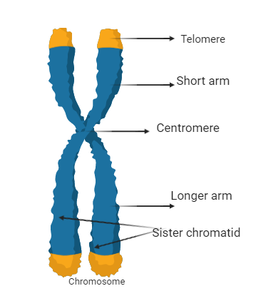 A structure in the nucleus that contains DNA. (Condensed form of DNA)

Additional information: Chromosomes are made of DNA and protein.