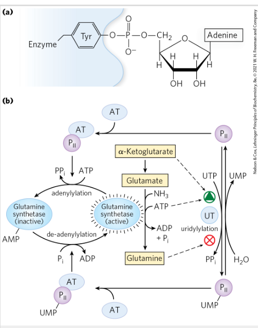 <p>It activates AT that adds an adenylyl group (–AMP) to glutamine synthetase. This process is called <strong>adenylylation</strong>.</p><p>This modification regulates the activity of glutamine synthetase, which controls how cells use ammonia to synthesize amino acids</p>