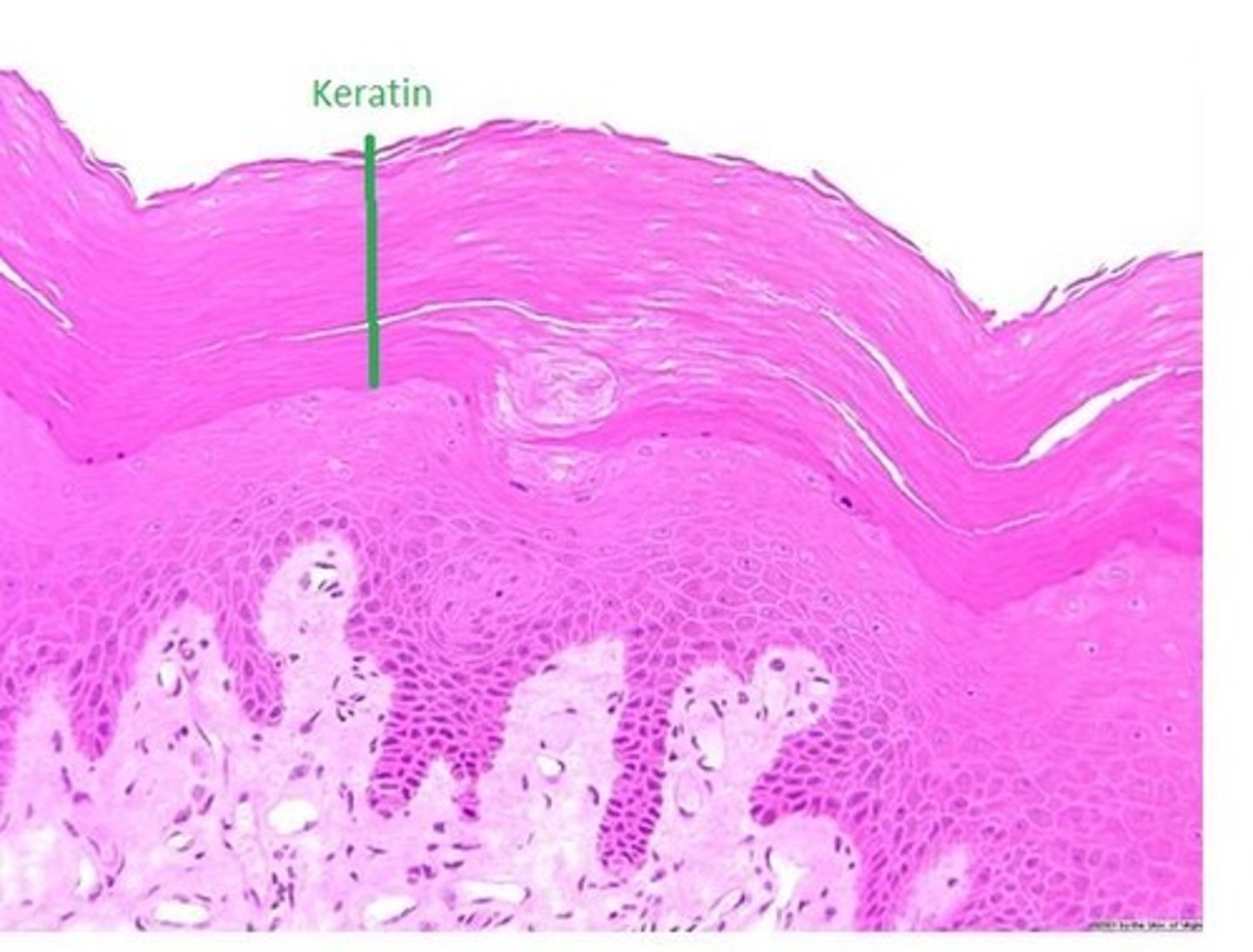 <p>Is a fibrous protein that gives the epidermis its durability and protective capability.</p>
