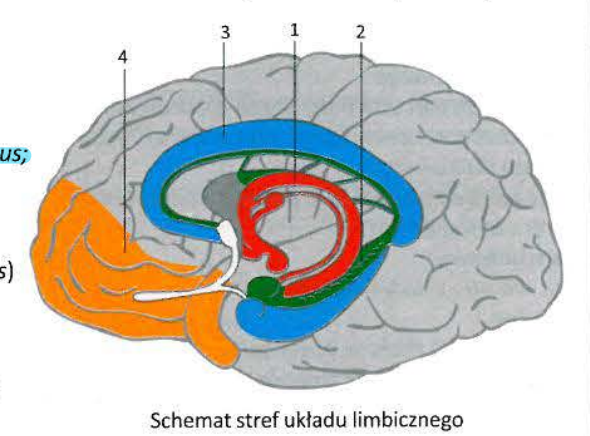 <p>1.1 Mammillary bodies</p><p>1.2 Fornix</p><p>1.3 Fimbria of hippocampus</p>