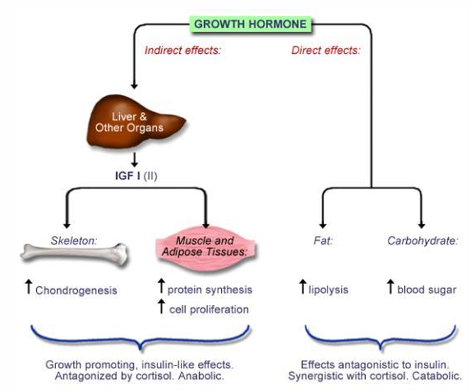 <p>=growth hormone</p><p>anabolic action</p><p>Growth hormone (somatotropic/STH) receptor agonist → IGF1 secretion → more peptides, blood sugar</p><p>Indication: Replacement therapy if growth hormone deficiency (Turner syndrome)</p><p>SE: gigantism, acromegaly with prolonged use.</p><p></p><p>(is a bio-drug derived from E.coli by DNAtechnology)</p>