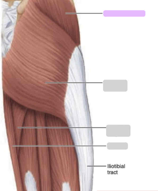 <p>Posterior thigh (superficial)</p>