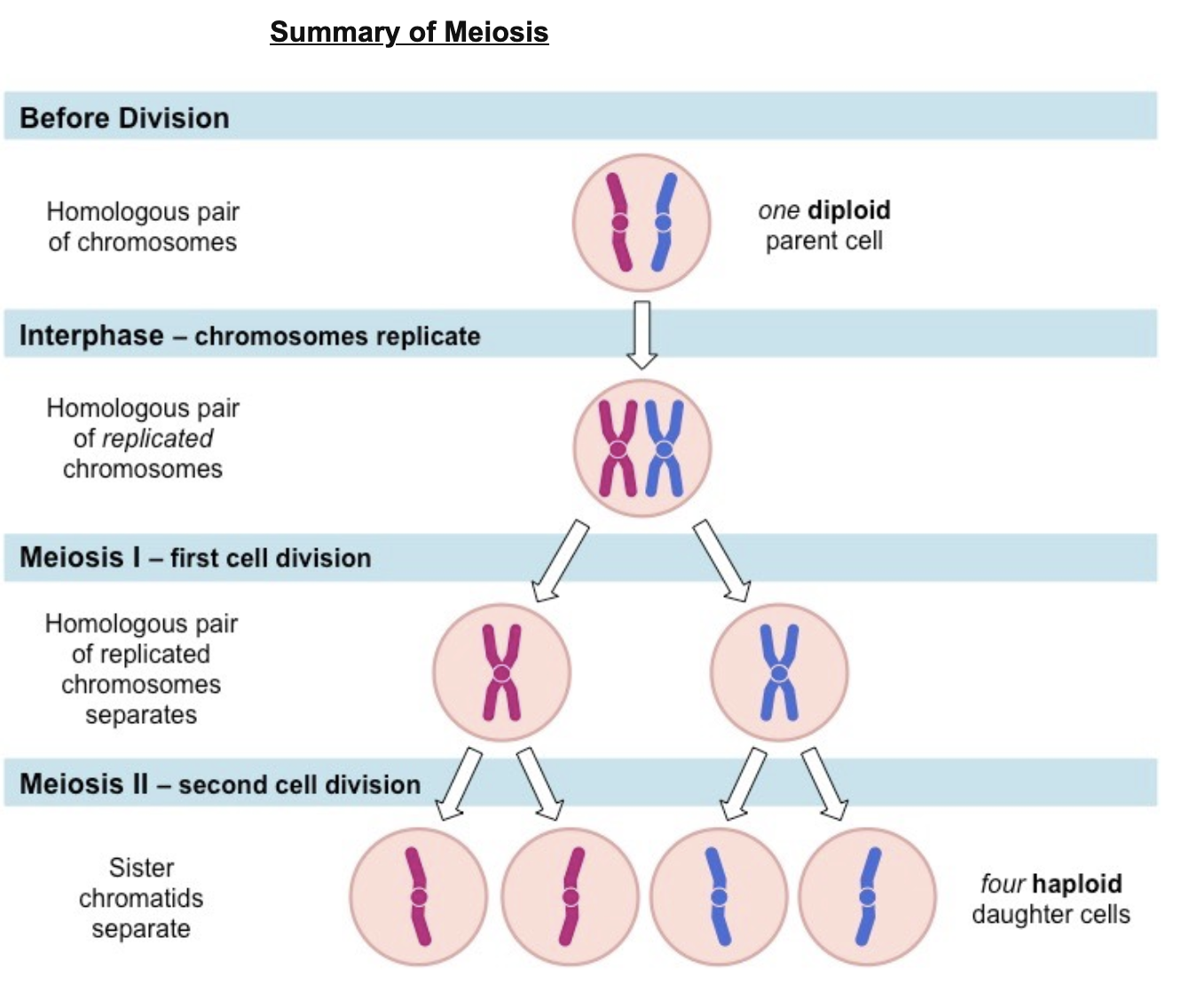 <ul><li><p>Meiosis is the process by which sex cells (gametes) are made in the reproductive organs</p></li><li><p>reduction division of diploid cells into 4 genetically unique haploid cells</p></li></ul><p>two cellular divisions</p><ol><li><p>halve chromosomes in Anaphase 1</p></li><li><p>chromosomes split into chromatids in Anaphase 2</p></li></ol>